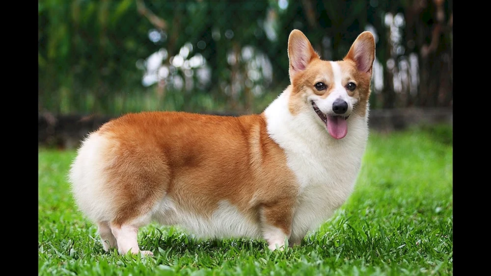 Dänischer Hund Gibson