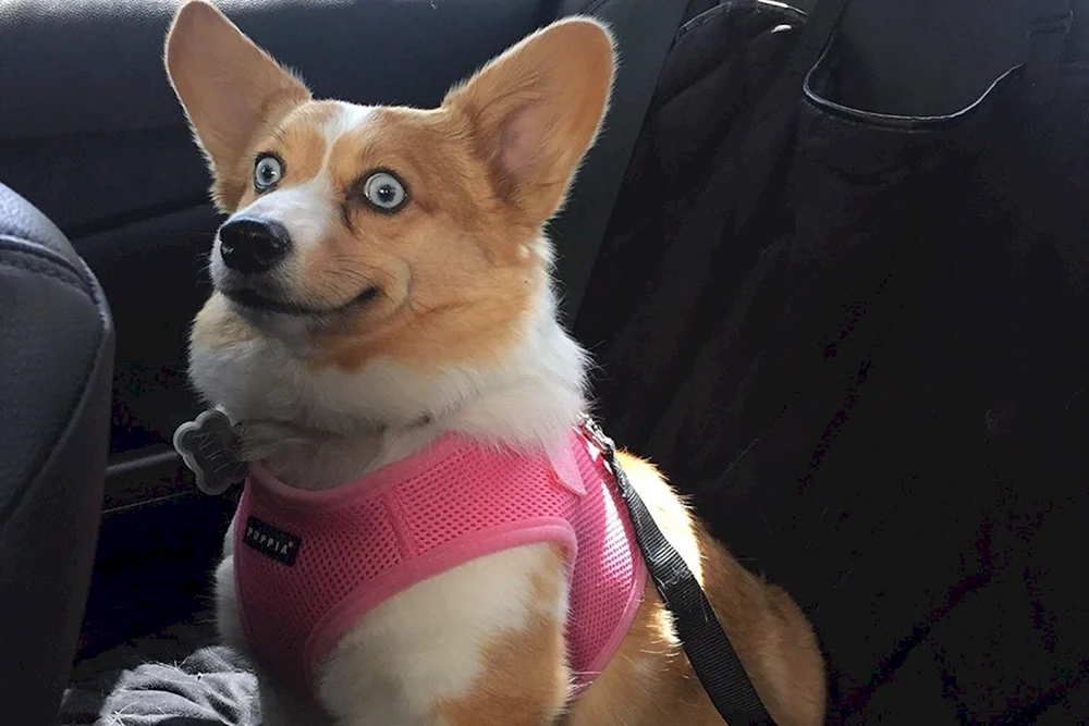 Corgi