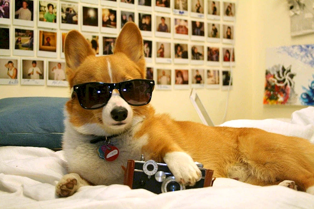 Welsh Corgi lustig