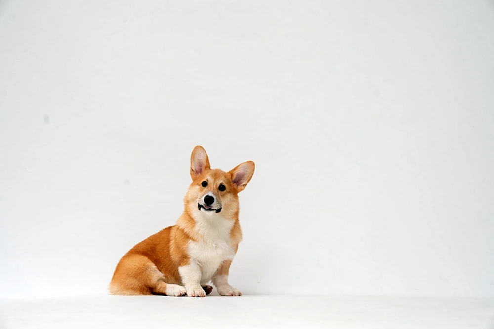 Corgi Hund