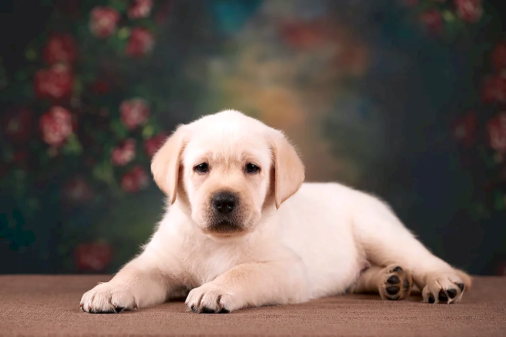 Labrador Hund
