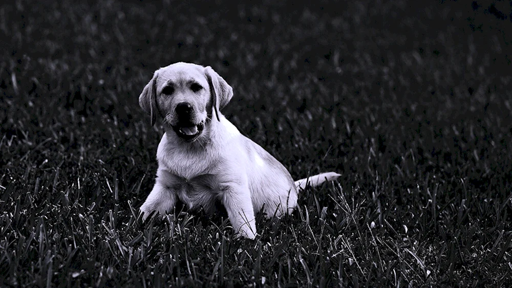 Labrador schwarz und weiß