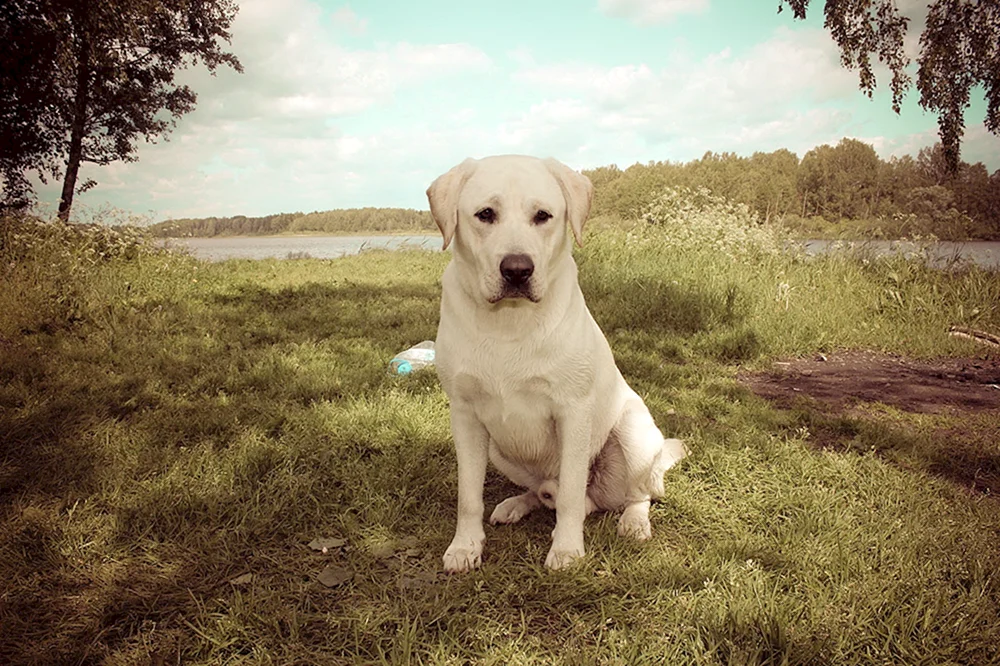 Labrador Retriever