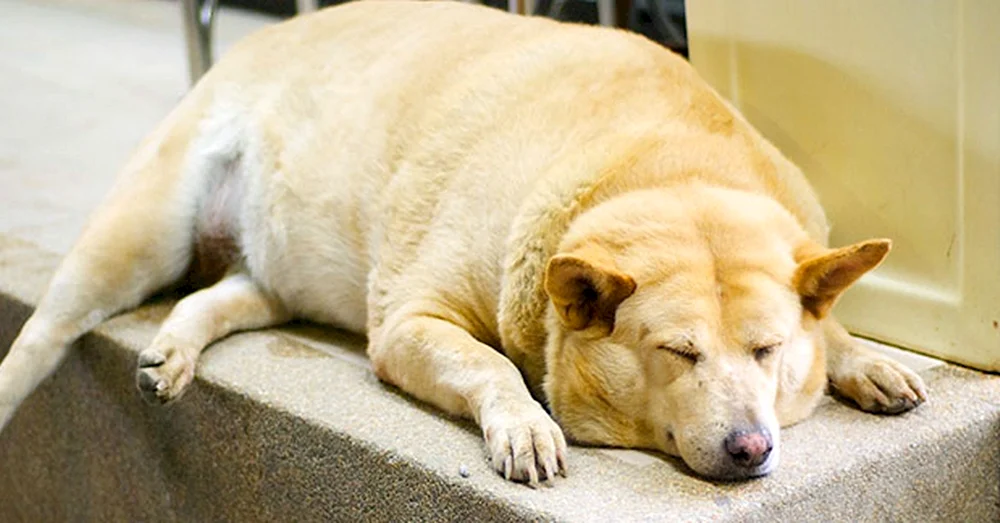 Labrador fetter Hund