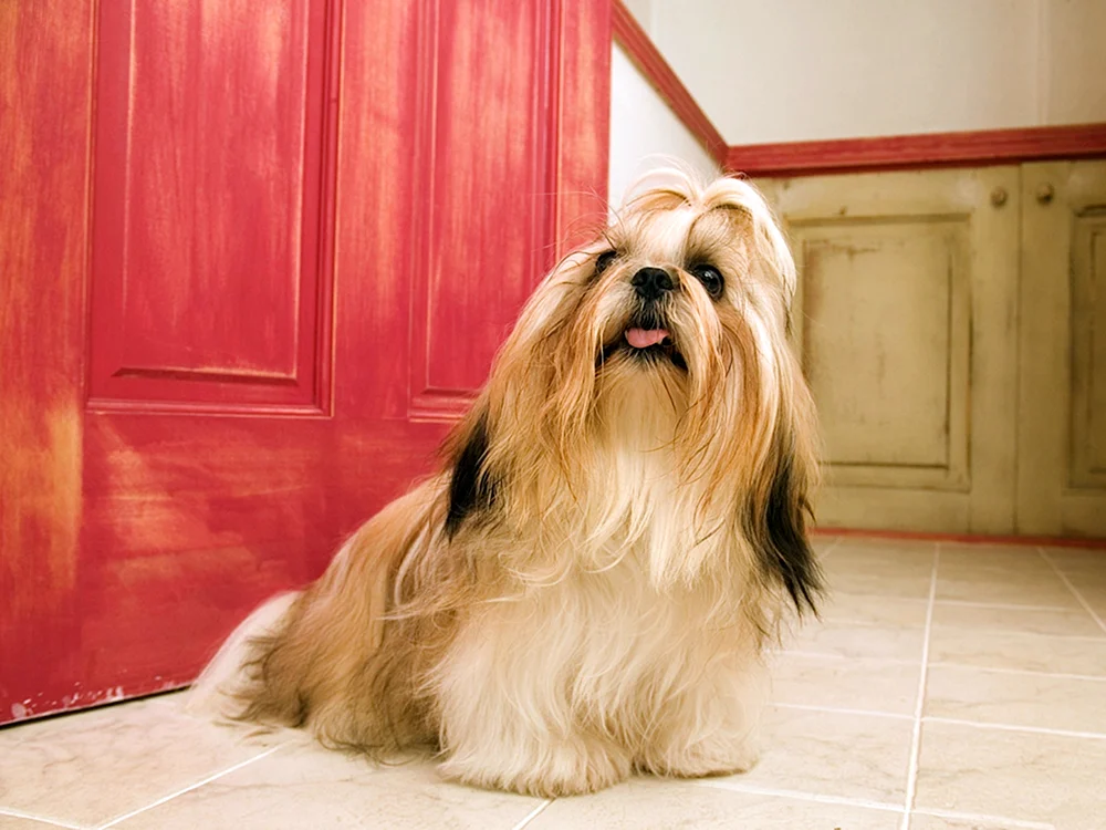 Shaggy Terrier