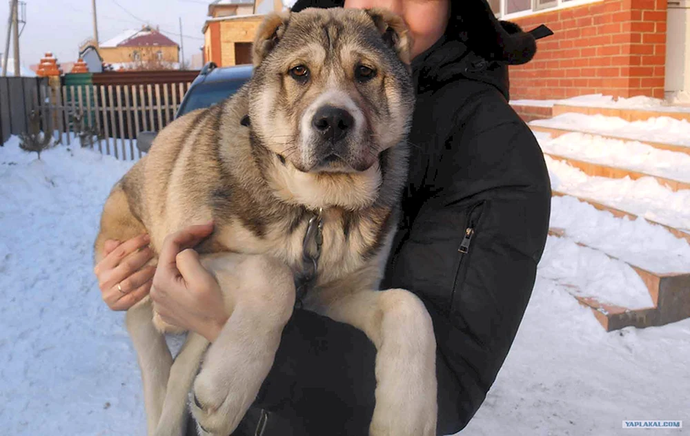 Métis Schäferhund Métis Alabai
