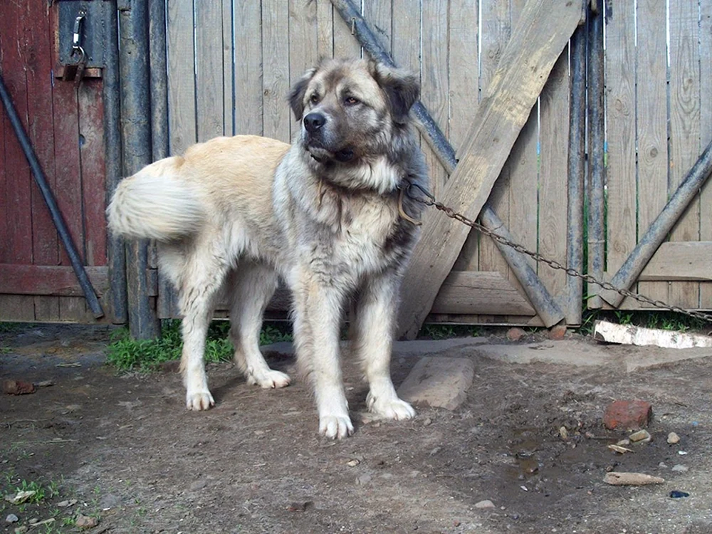 Alabai und Labrador-Mix