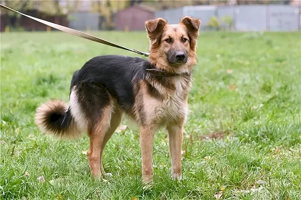 Deutscher Schäferhund Mestizo