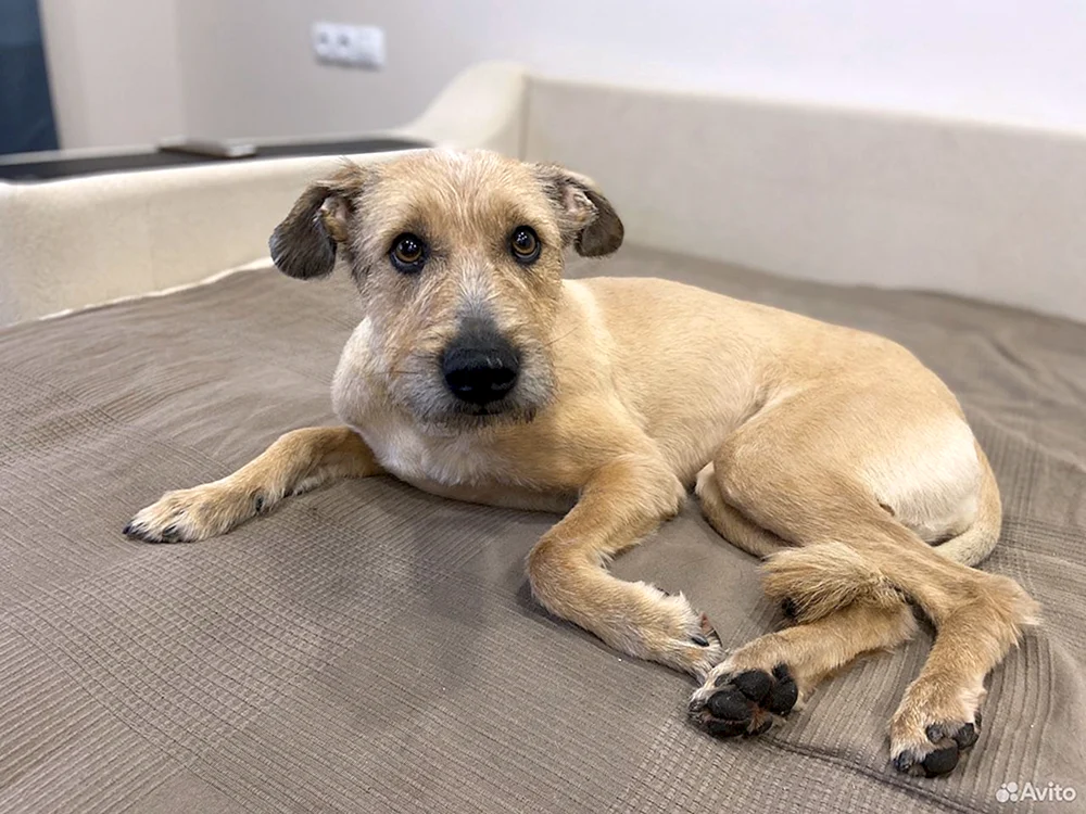 Yorkshire Terrier Mix