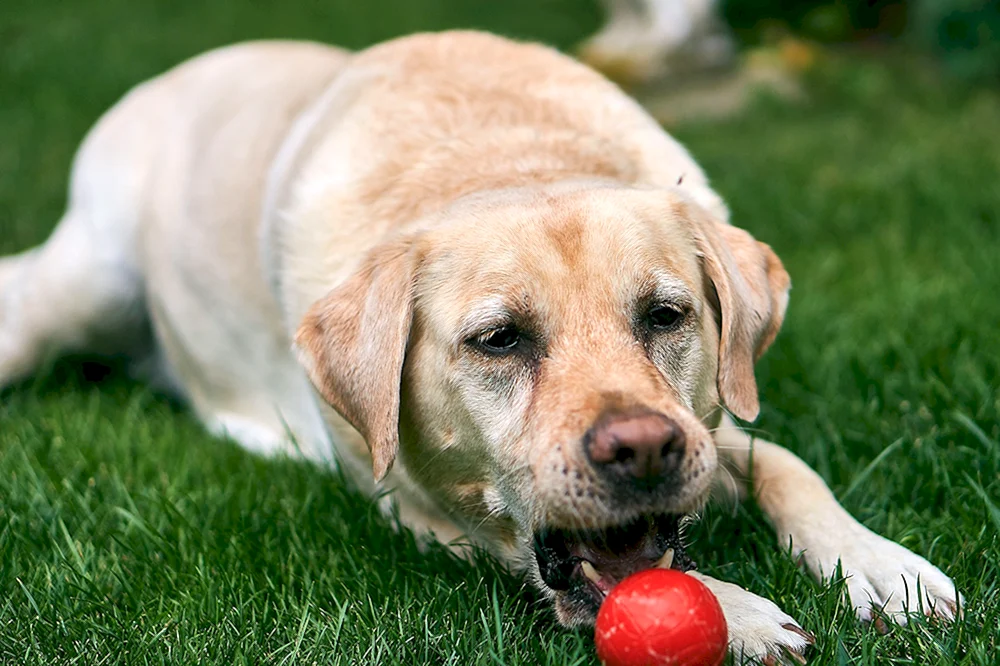 Roter Labrador