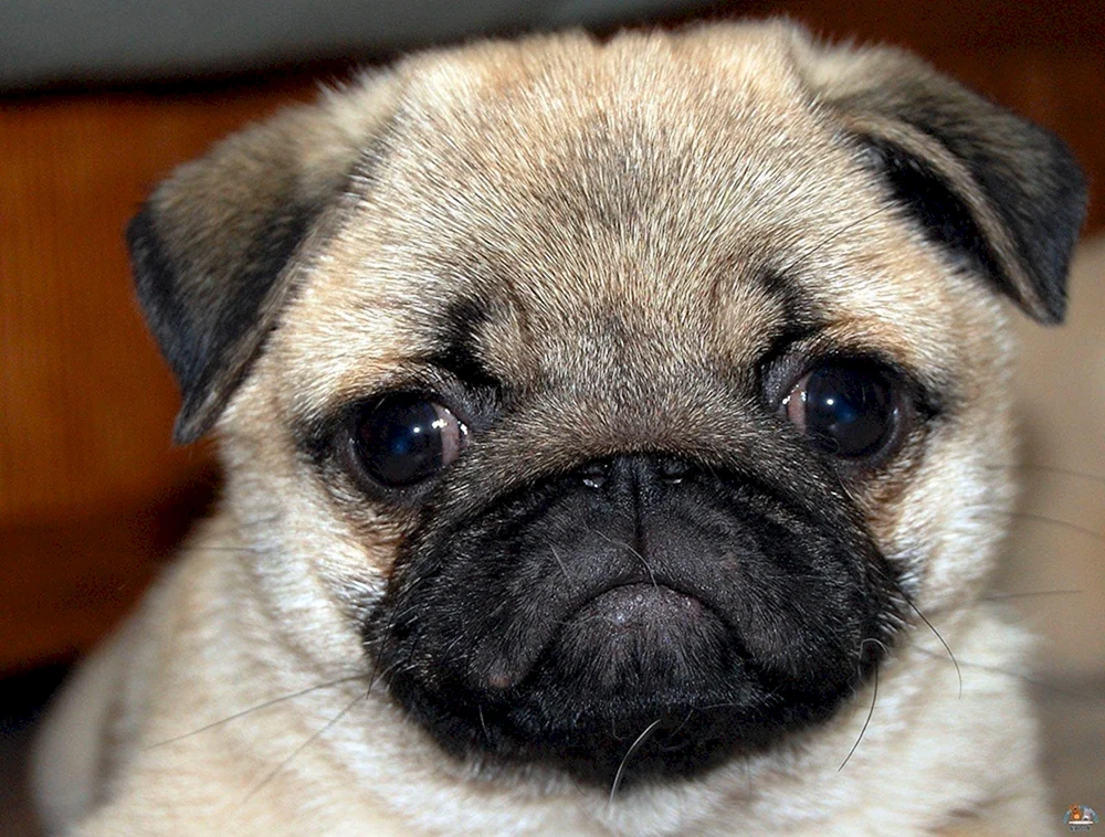 Mops Welpe