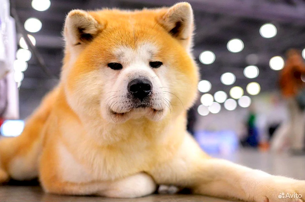 Amerikanischer Akita mestizo Akita