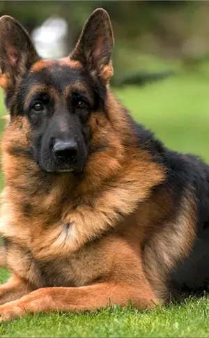Deutscher Schäferhund