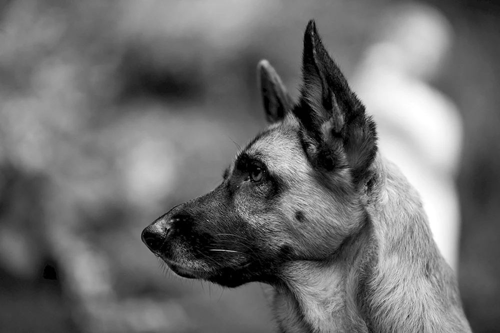 Afrikanische Tiere