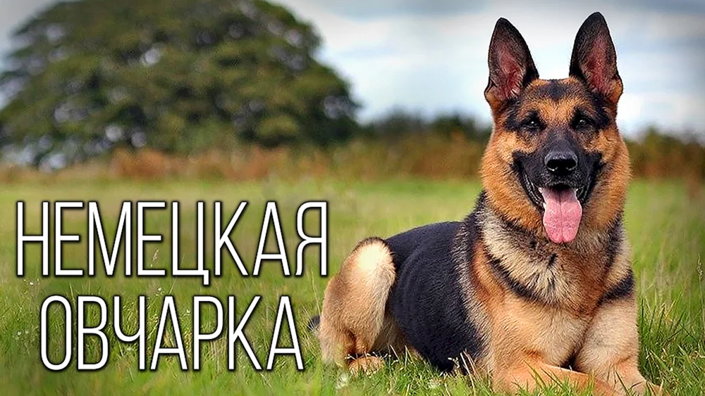Bayerischer Schäferhund