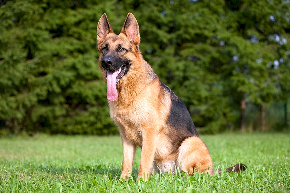 Roter Ost Europäischer Schäferhund