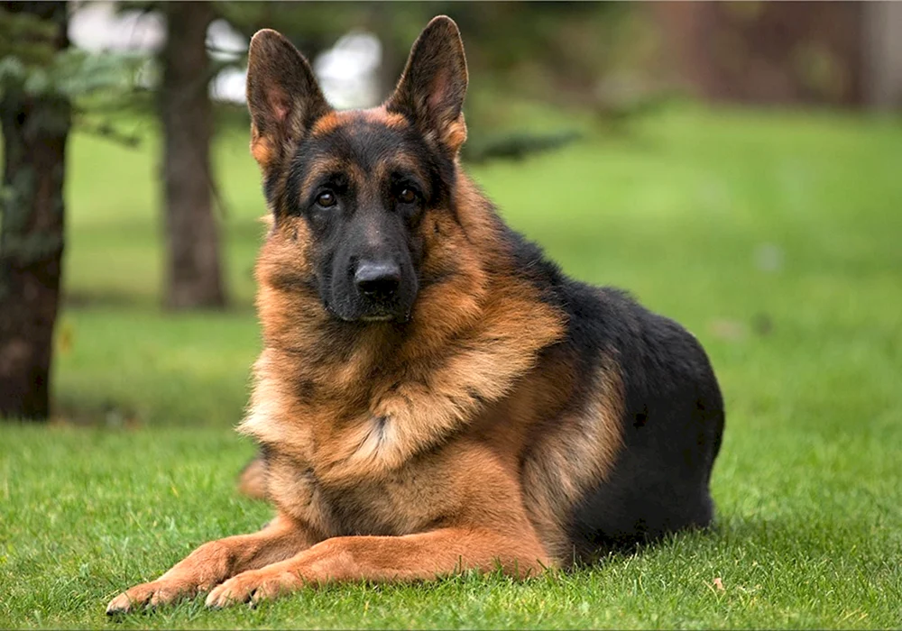 Bayerischer Schäferhund