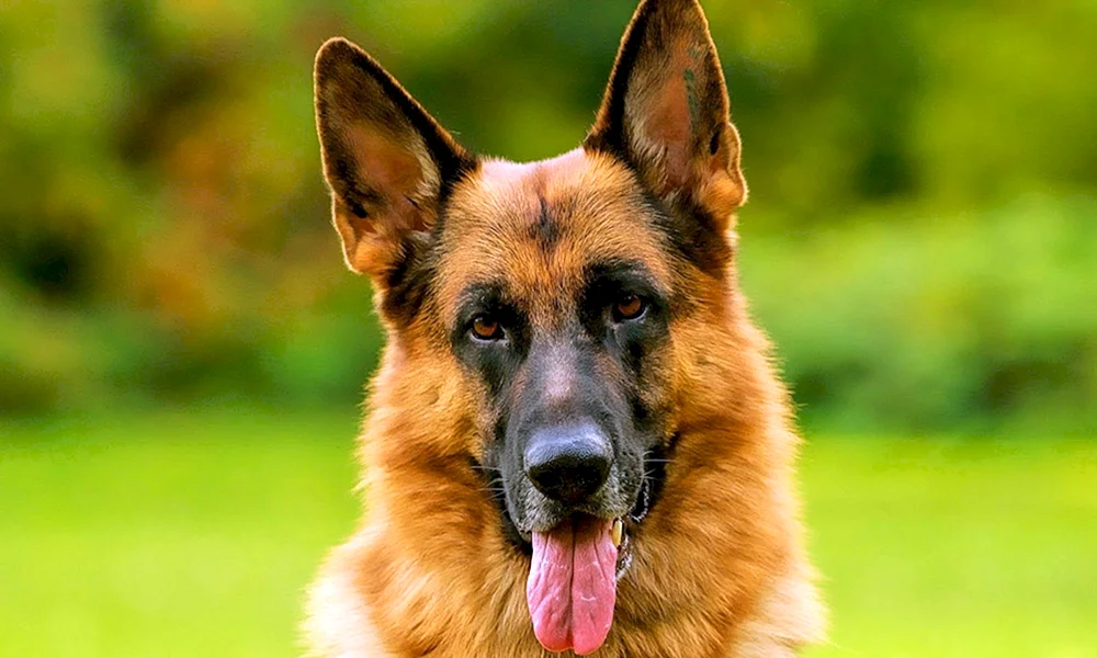 Hunde Deutscher Schäferhund
