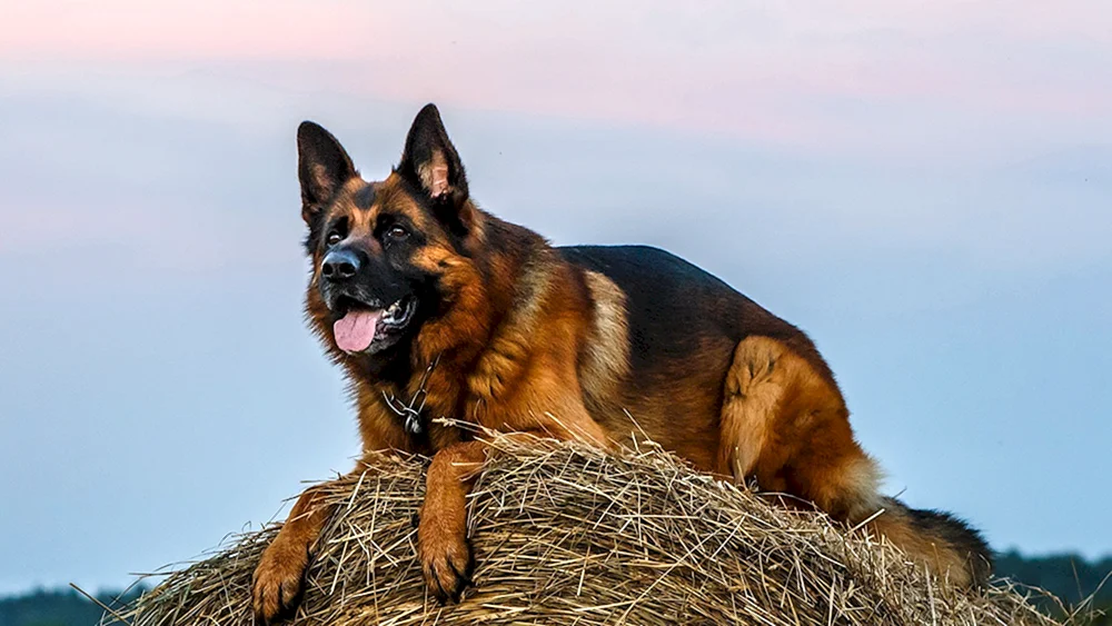 Hunde Deutscher Schäferhund