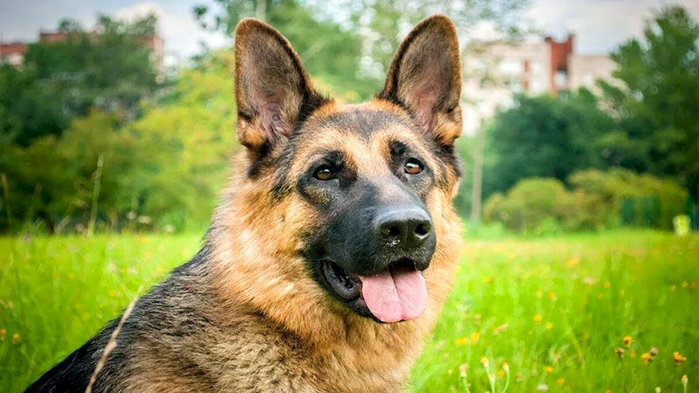 Hunde Deutscher Schäferhund