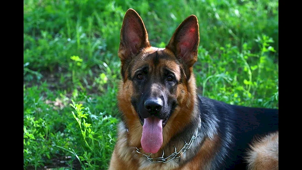 Hunde Deutscher Schäferhund