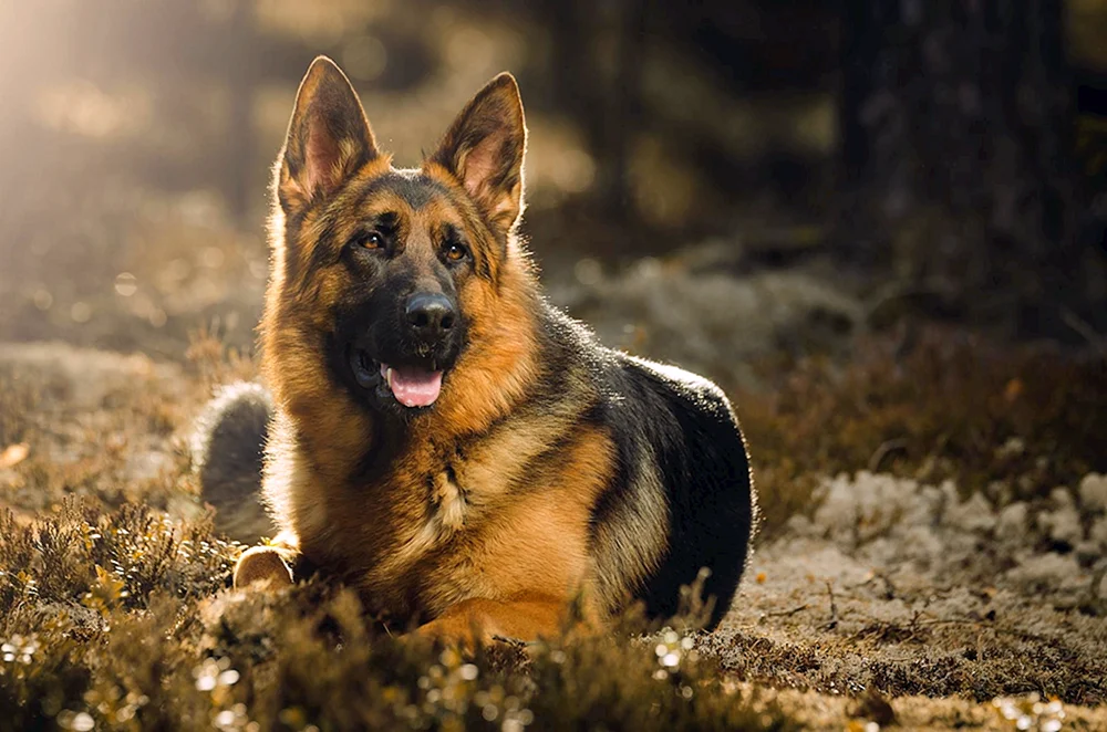 Hunde. Schäferhund