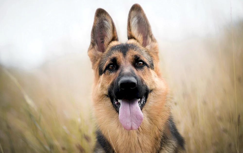 Bayerischer Schäferhund