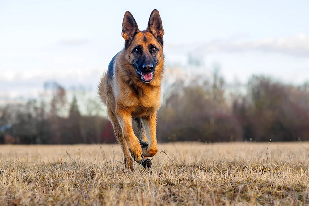 Blauer osteuropäischer Schäferhund