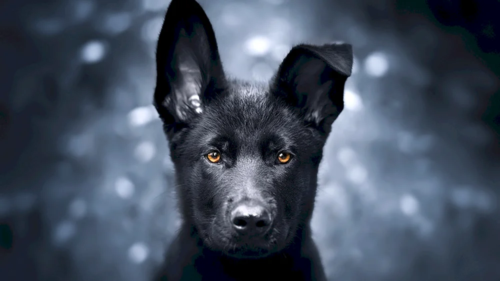 Deutscher Schäferhund schwarz