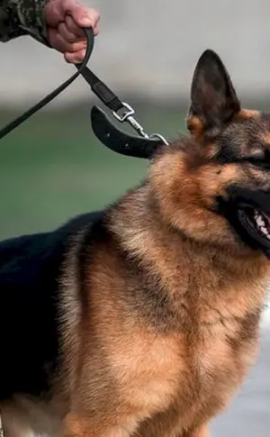 Deutscher Schäferhund Grenzschutzhund