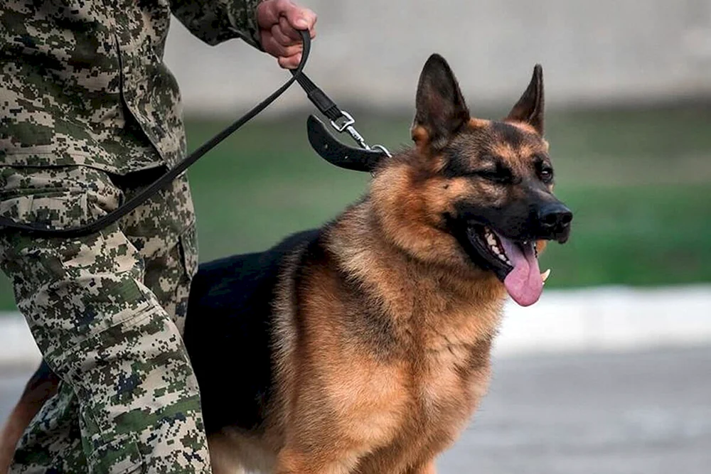 Deutscher Schäferhund Grenzschutzhund