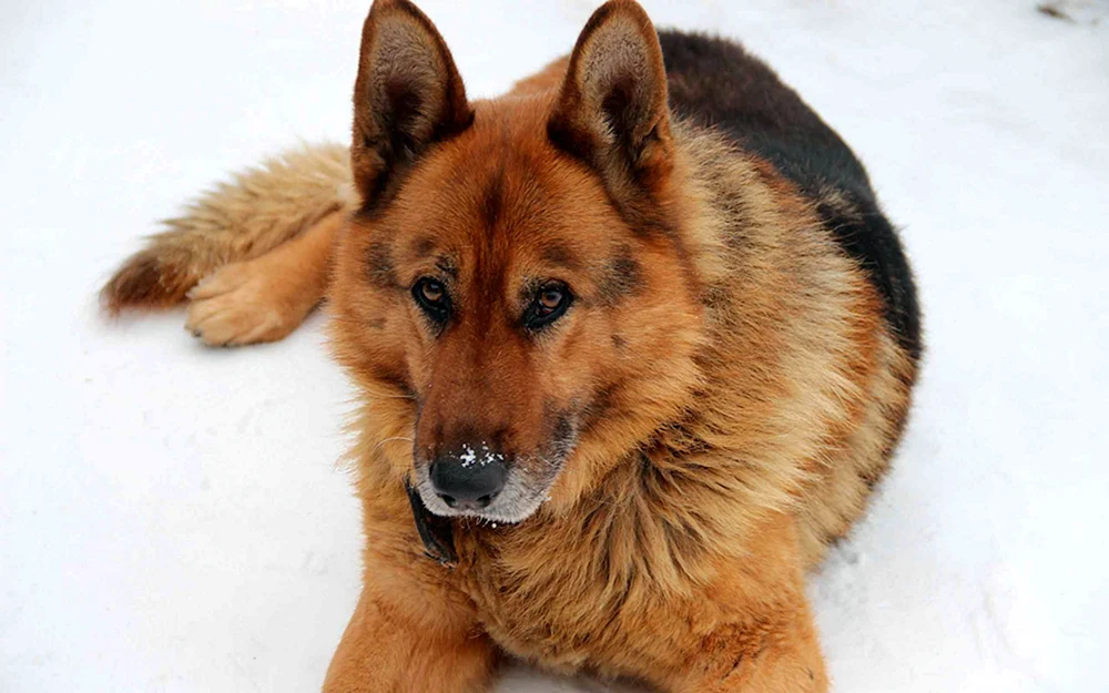 Deutscher Schäferhund. rot