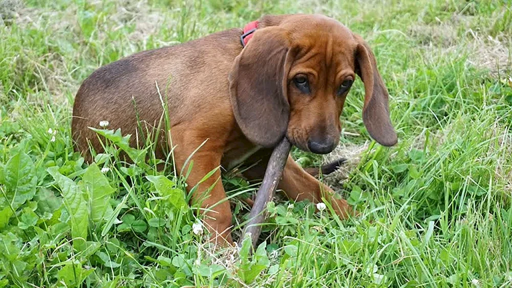 Jagdhund