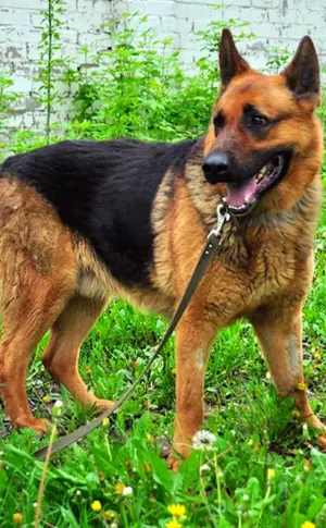 Reinrassiger Deutscher Schäferhund