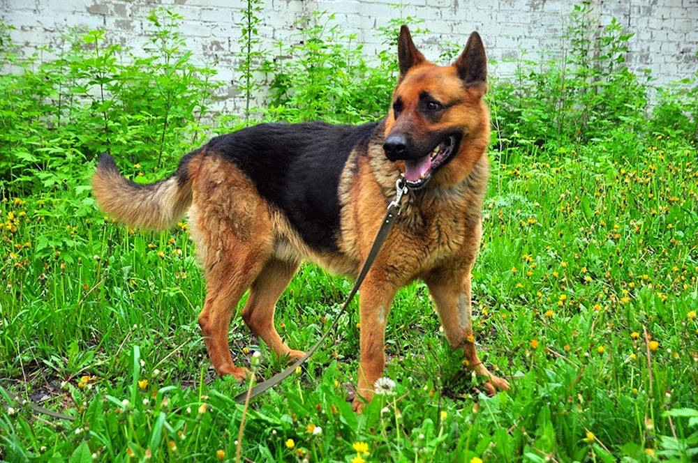 Reinrassiger Deutscher Schäferhund