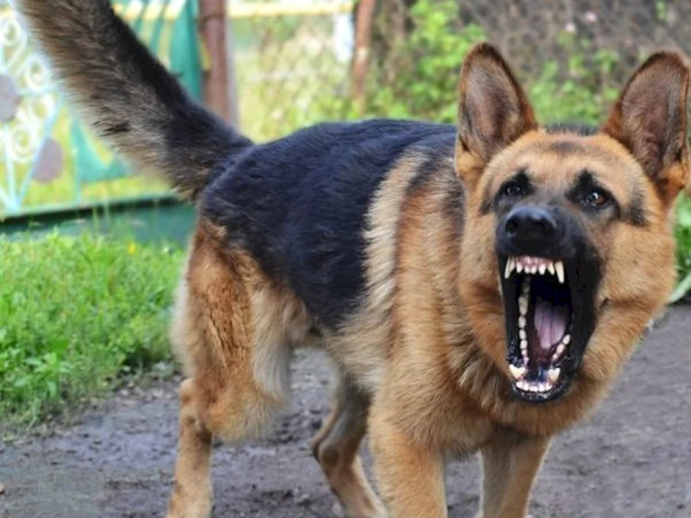 Deutscher Schäferhund Bellen