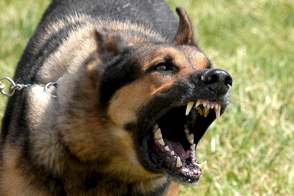 Deutscher Schäferhund böse