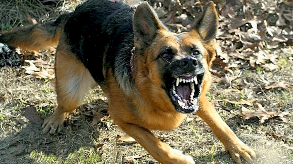 Deutscher Schäferhund Bellen