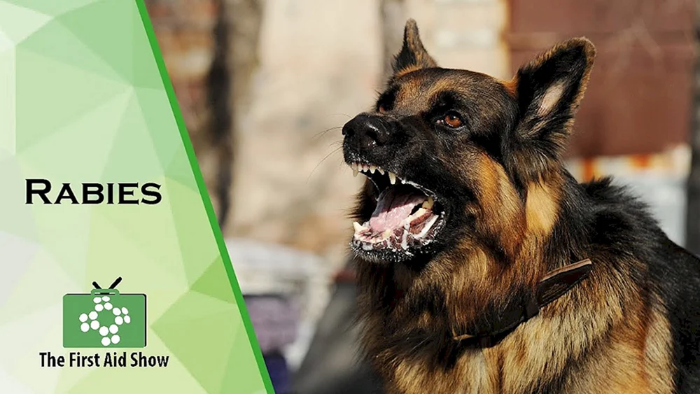 Schäferhund Deutscher Schäferhund bellt