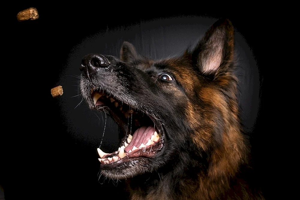 Deutscher Schäferhund bellt
