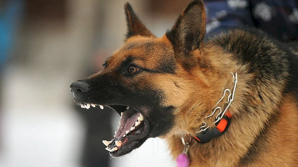 Deutscher Schäferhund bellt