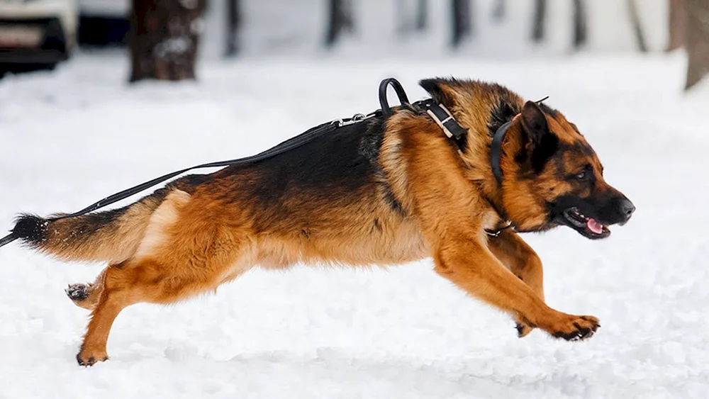 Deutscher Schäferhund böse