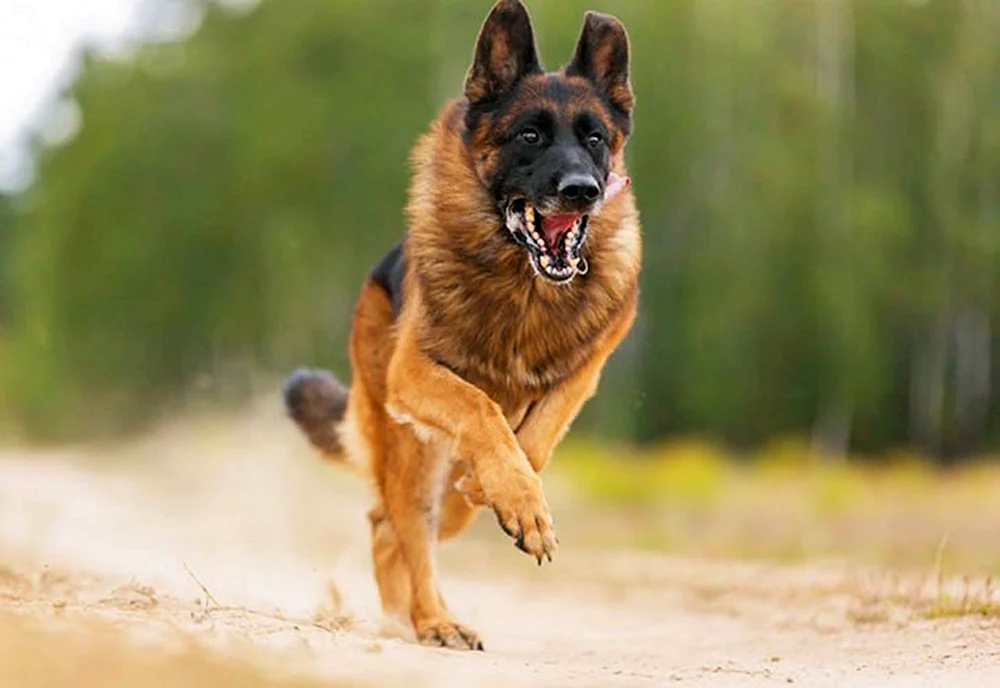 Deutscher Schäferhund bellt ZKS