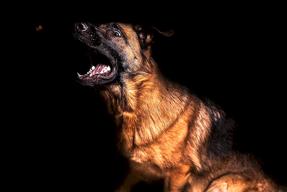 Deutscher Schäferhund böse