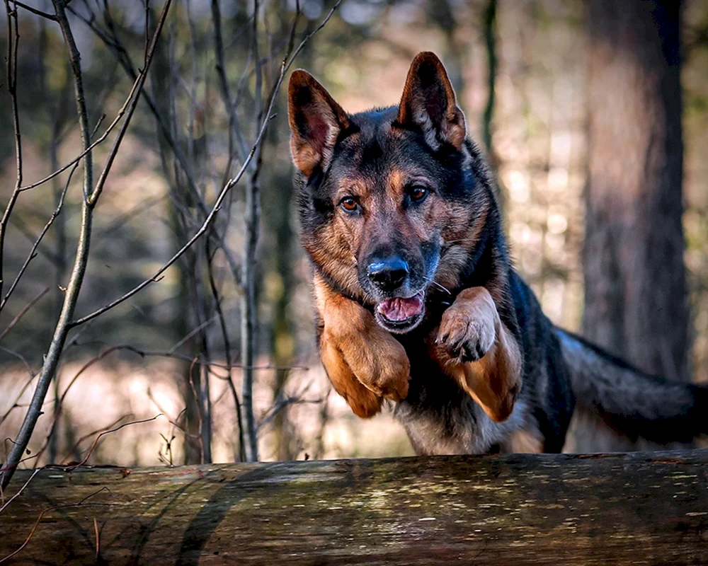 Deutscher Schäferhund böse