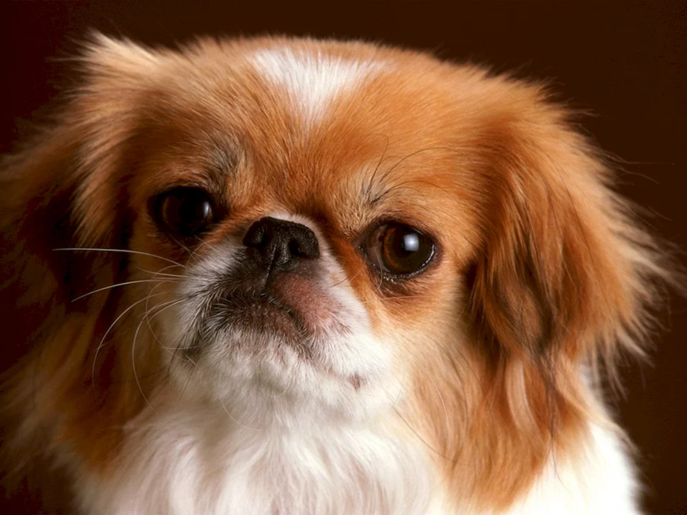 Pekingese Hund