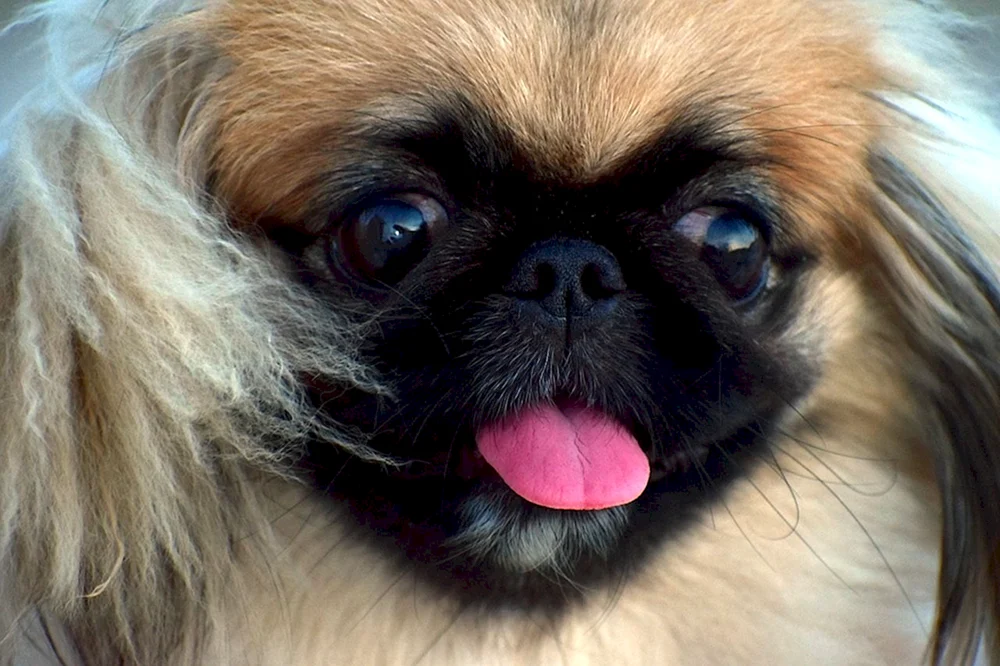 Rasse Pekingese