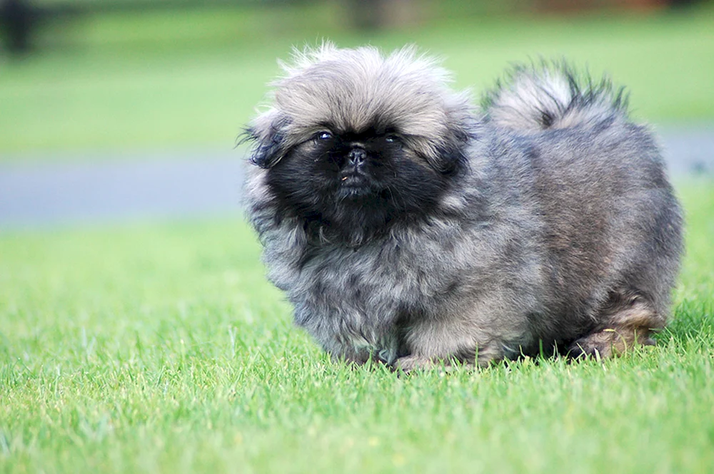 Pekingese