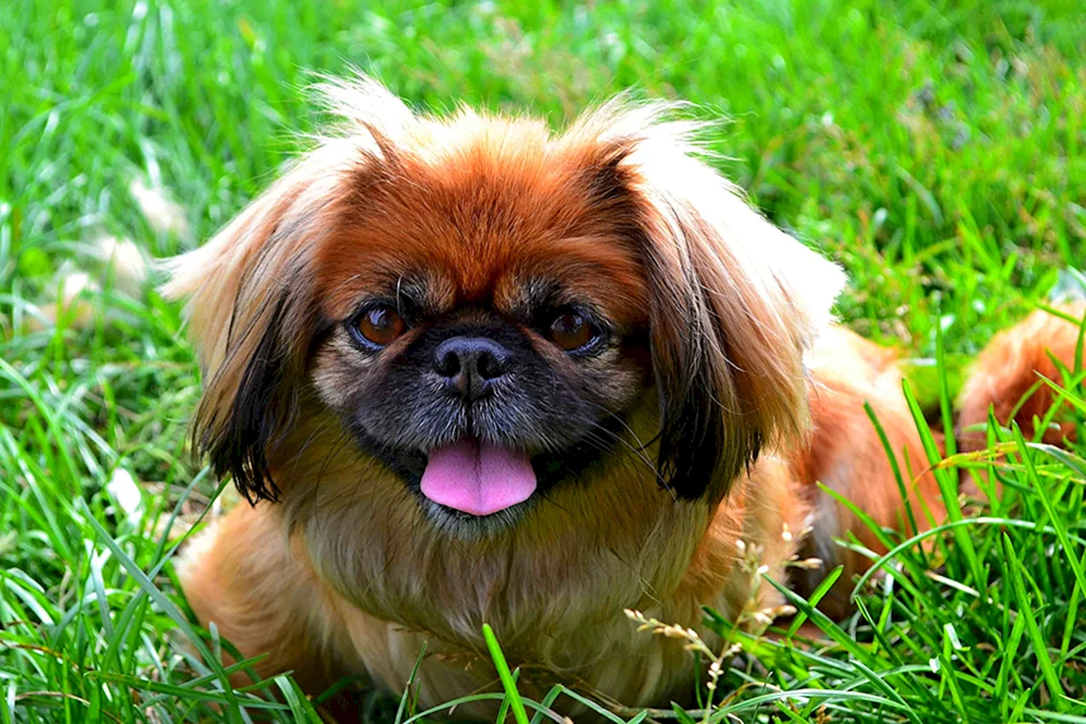Königlicher Zwerg Pekingese