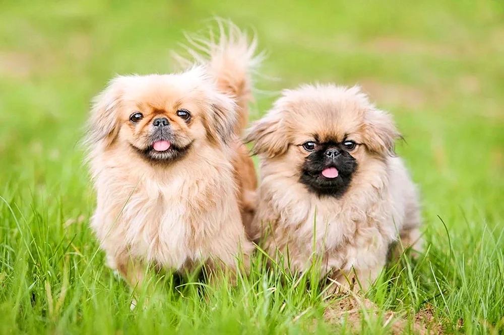 Sobak Pekingese